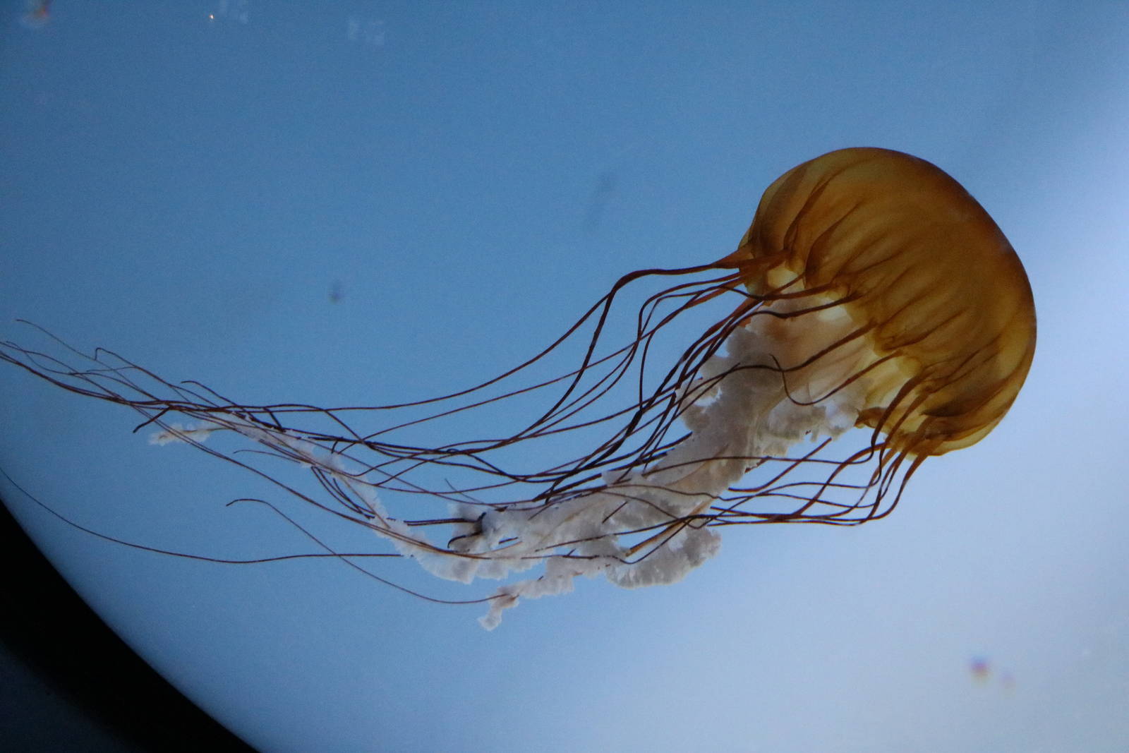 Sea nettle - Sunshine Aquarium Tokyo, February 2016