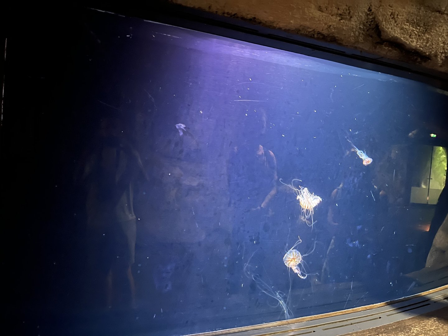 Sea nettle tank 6.7.23