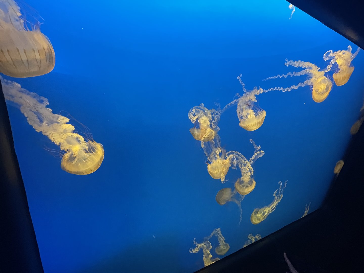 Sea Nettle Tank