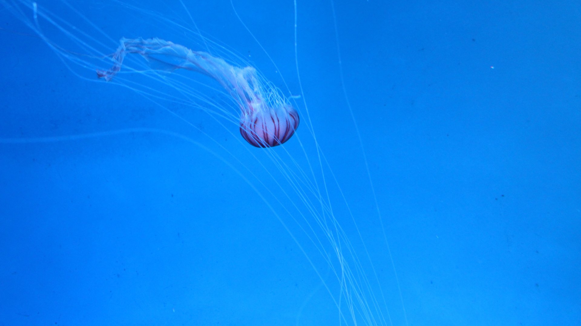 Sea nettle