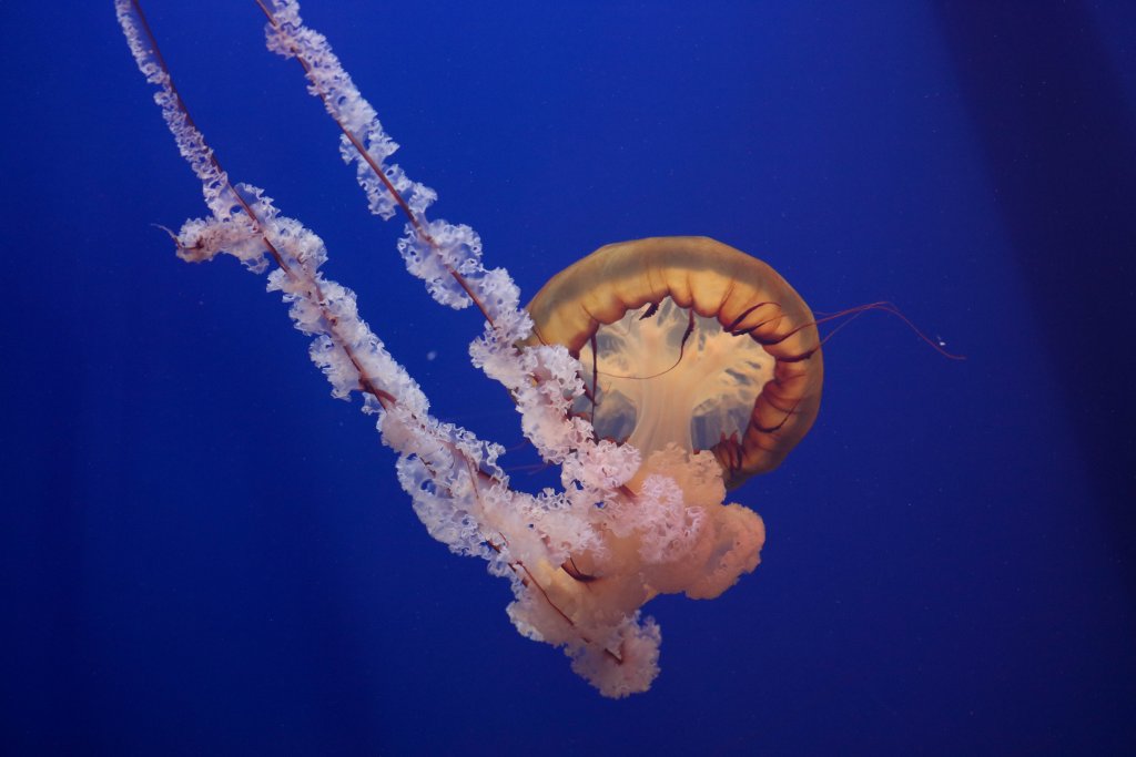 Sea Nettle