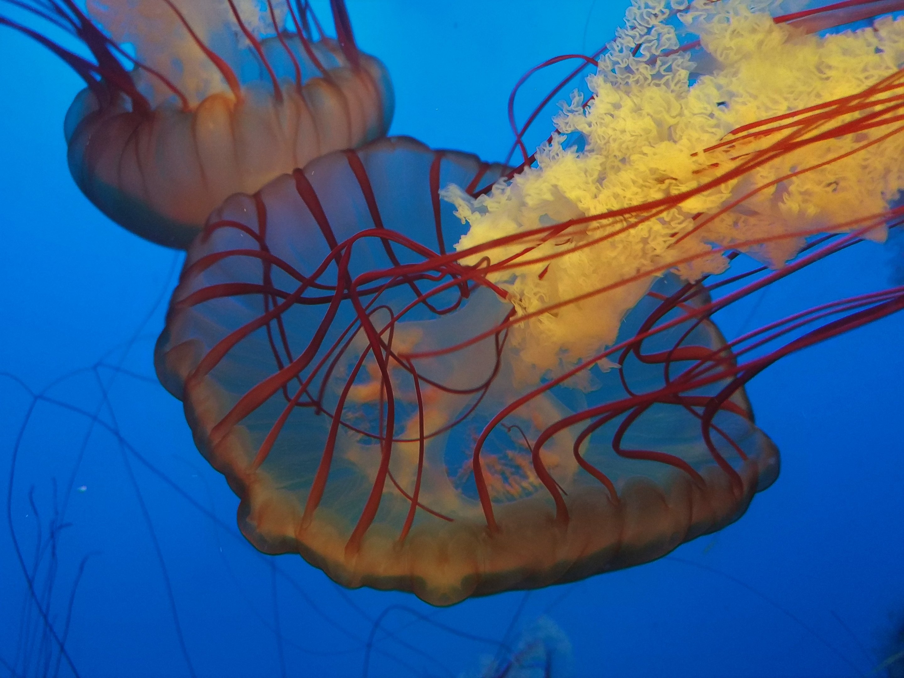 Sea Nettle?