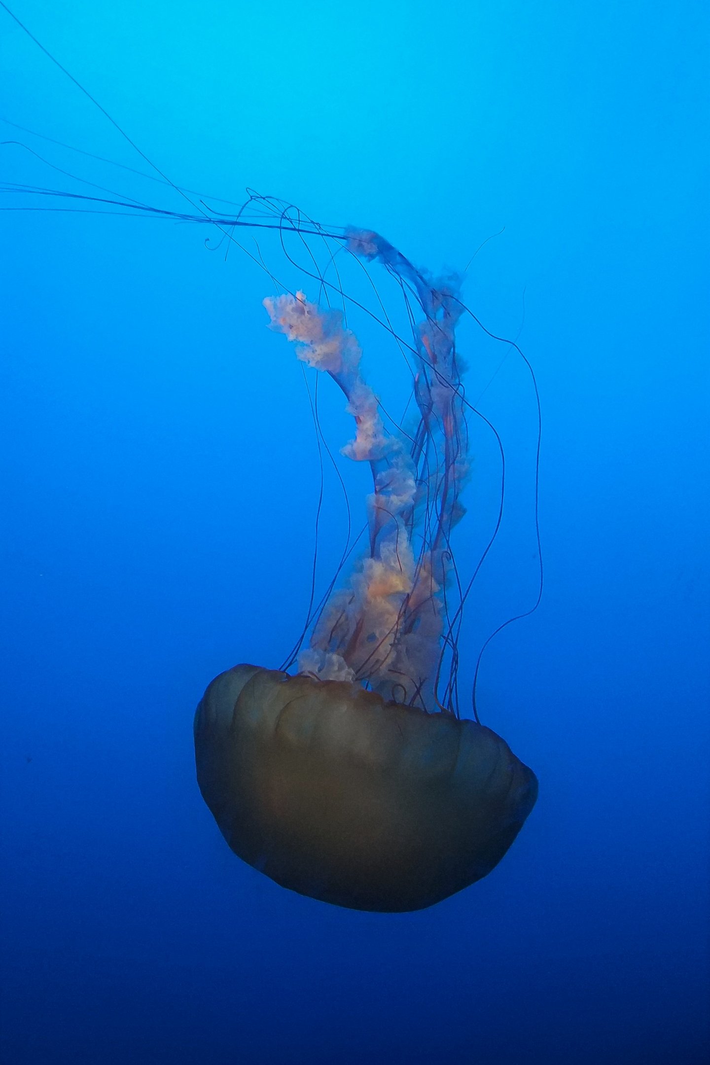 Sea Nettle