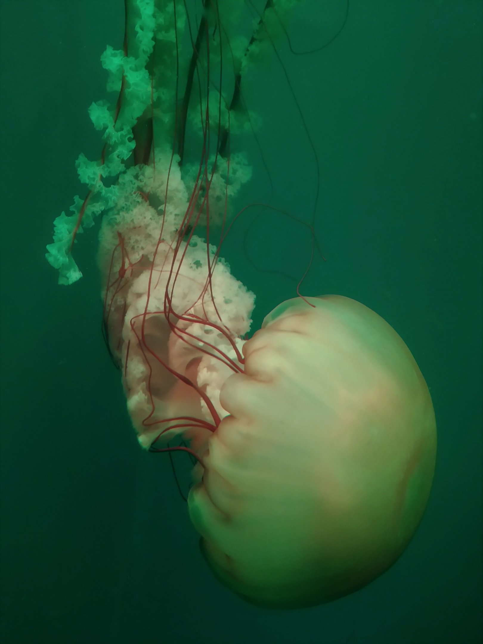 Sea Nettle?
