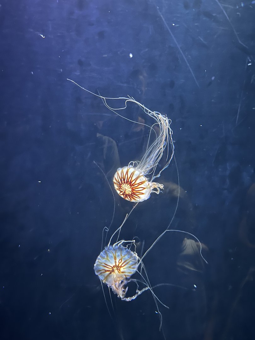 Sea nettles 6.7.23