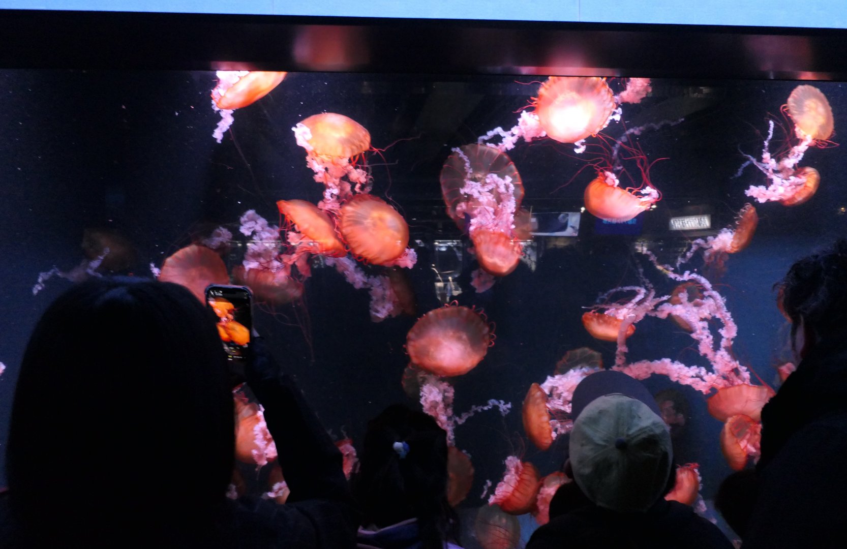 Sea Nettles (Chrysaora sp.)