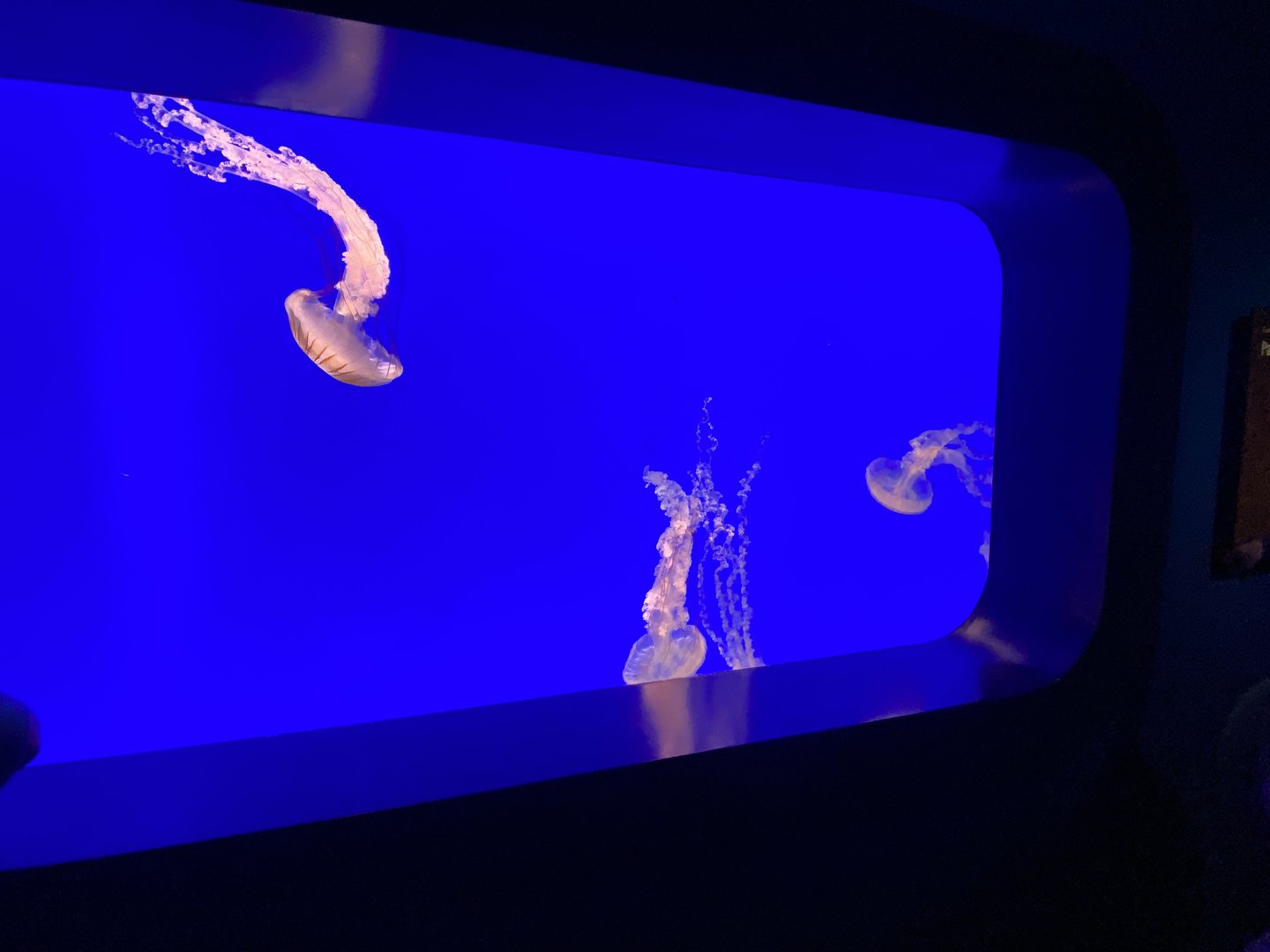 Sea Nettles have grown a lot