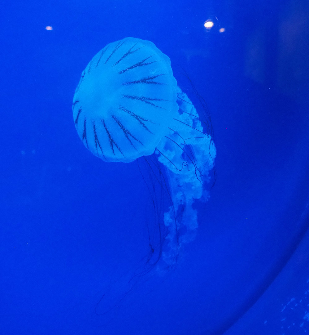 Sea nettles jellyfish (Chrysaora species), 2022-09-14