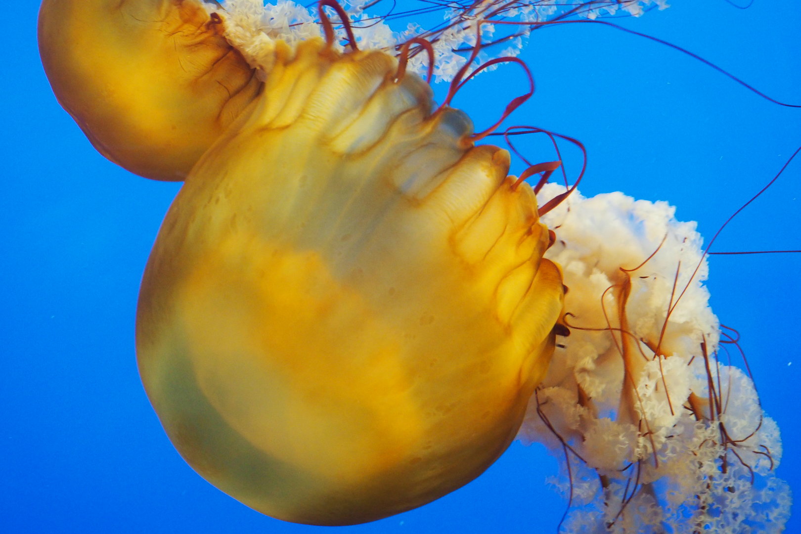 Sea nettles