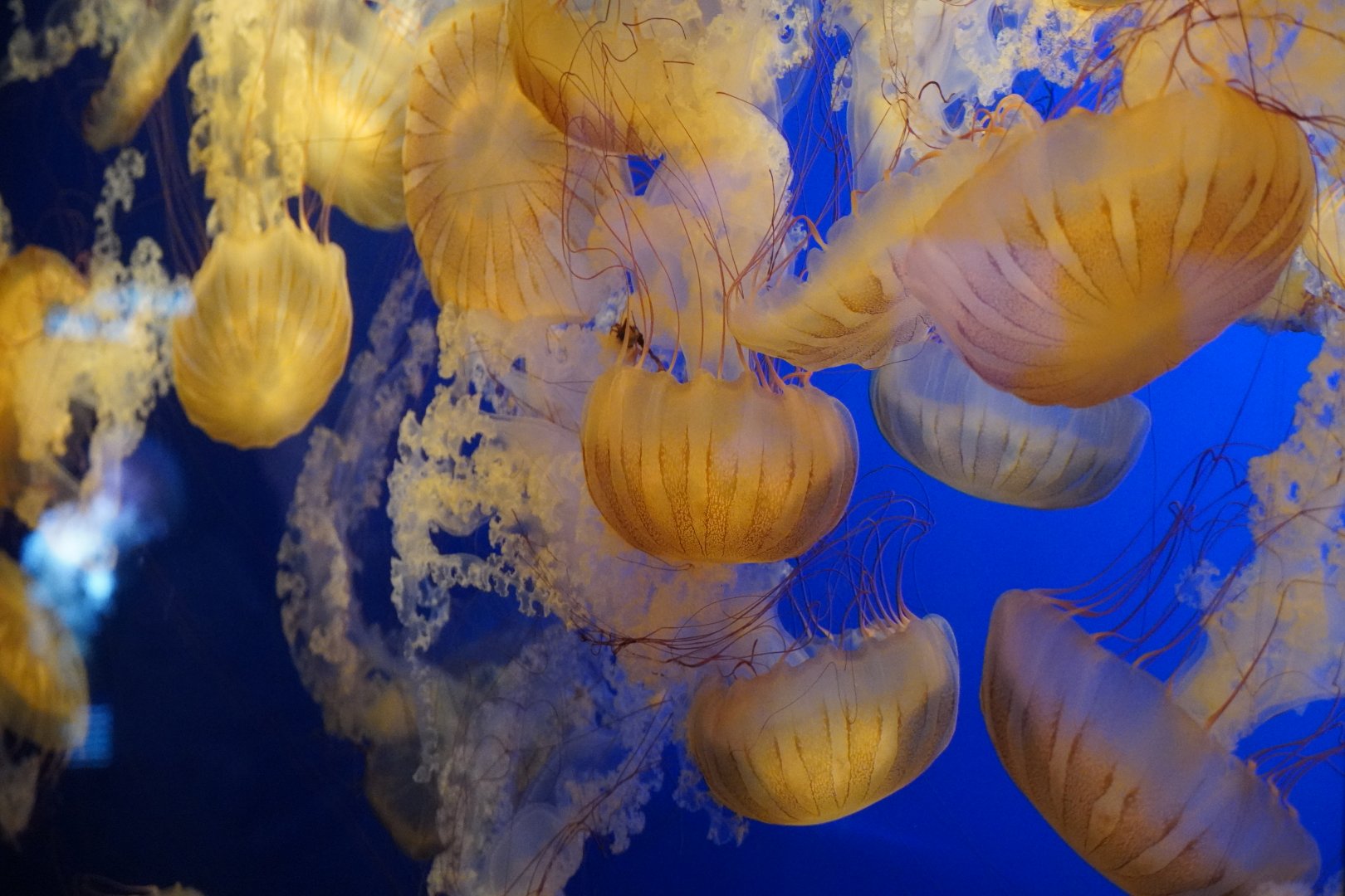 Sea Nettles