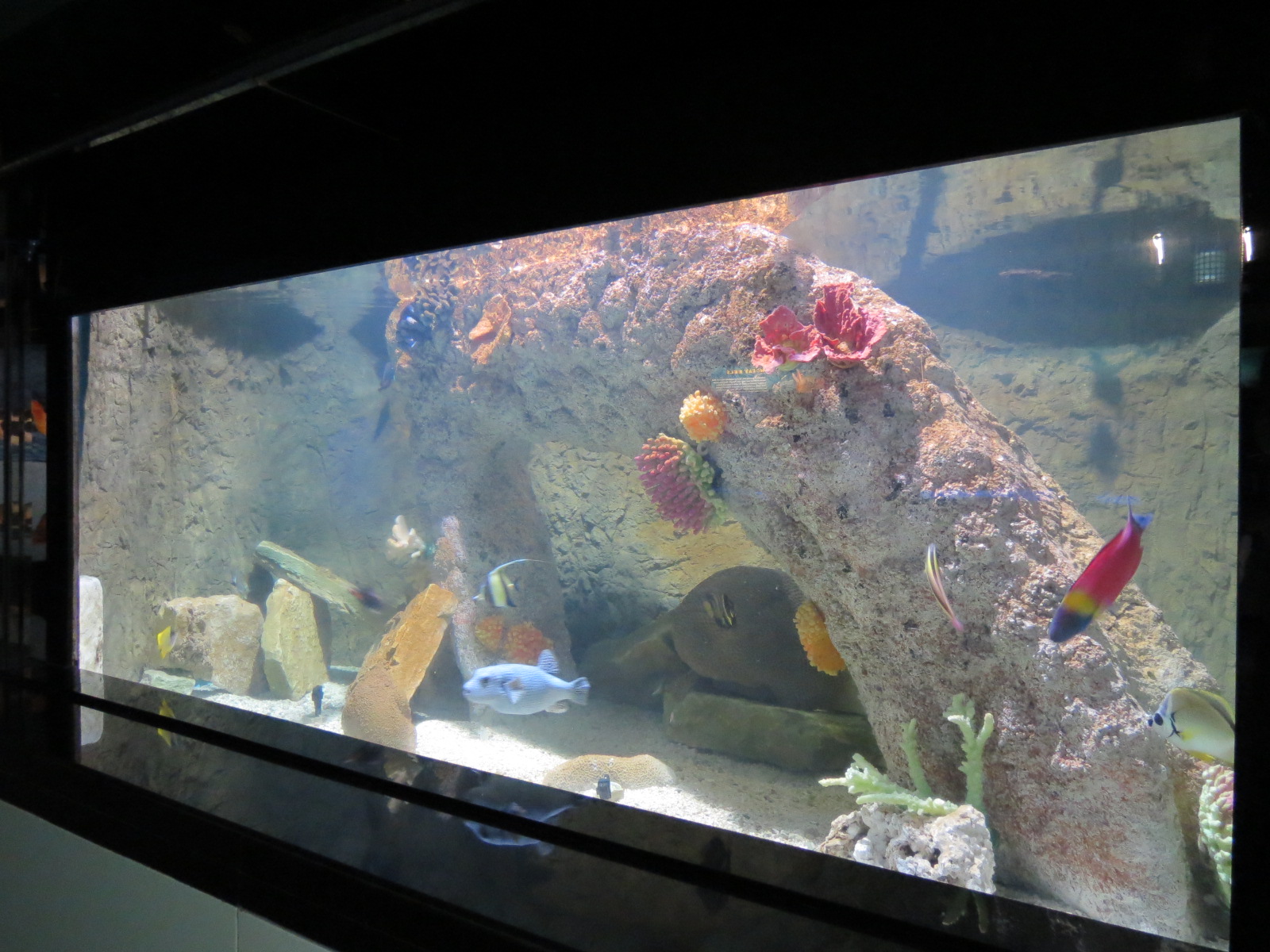 Sea Of Cortez Exhibit