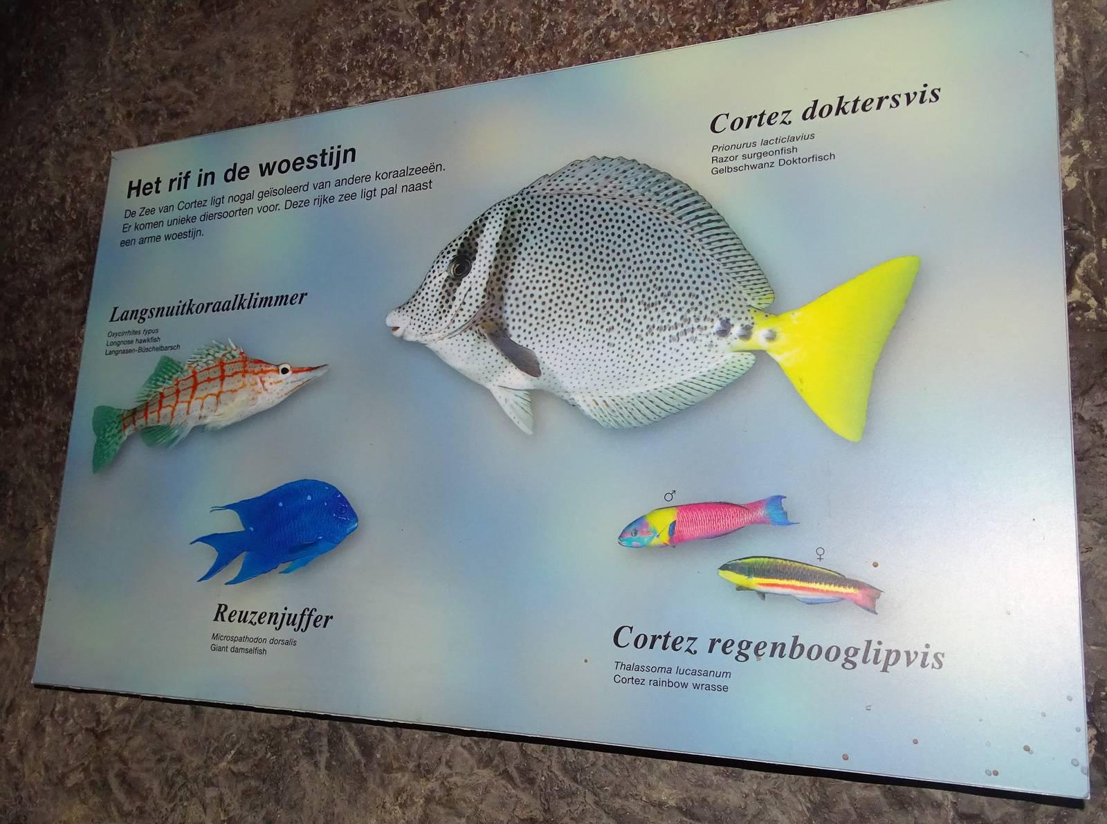 Sea of Cortez signage