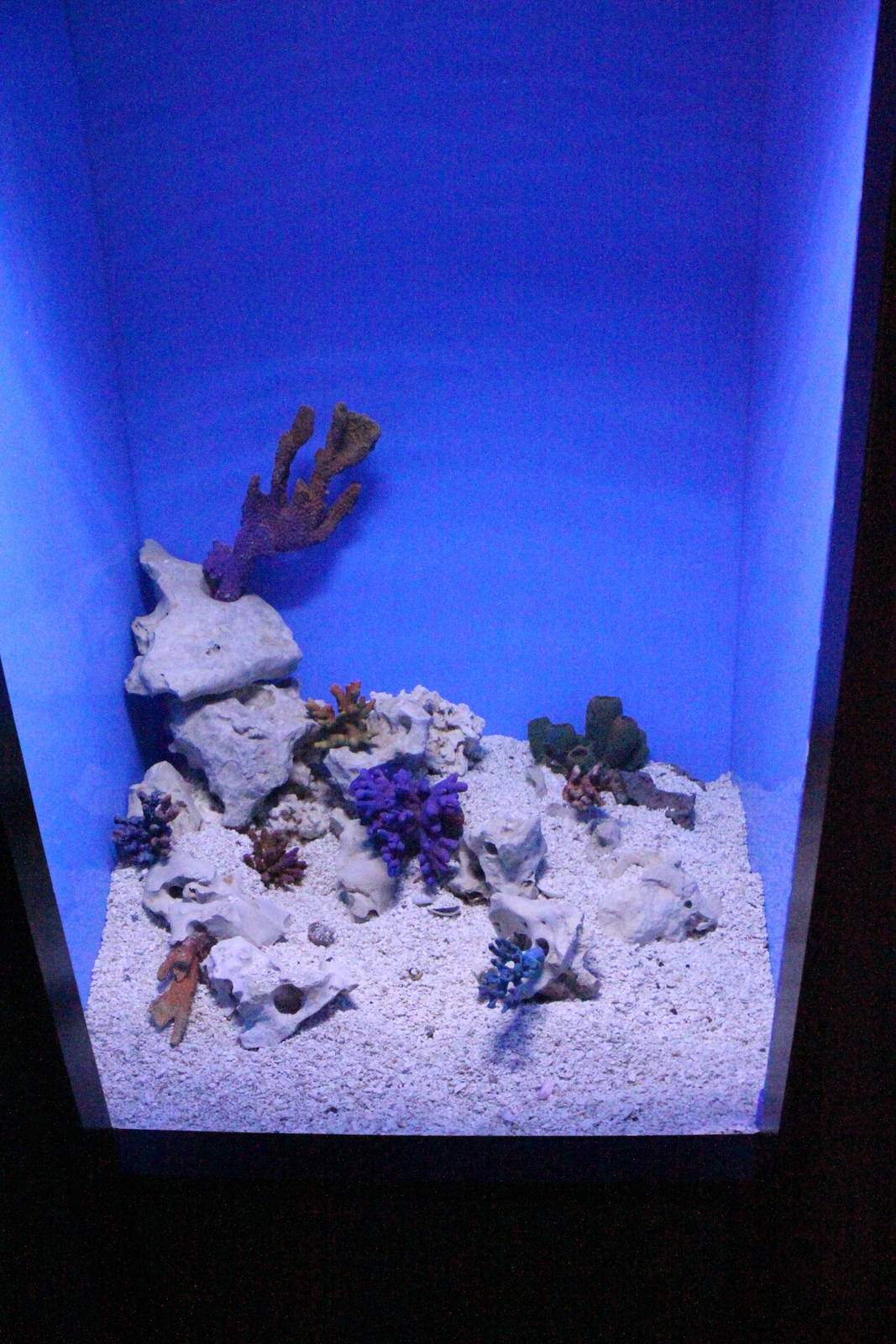 Sea of Cortez Tank