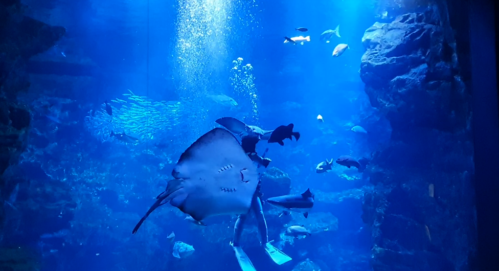 Sea of Kyoto exhibit - feeding time