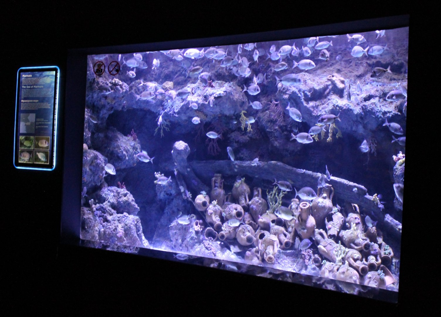 Sea of Marmara - aquarium