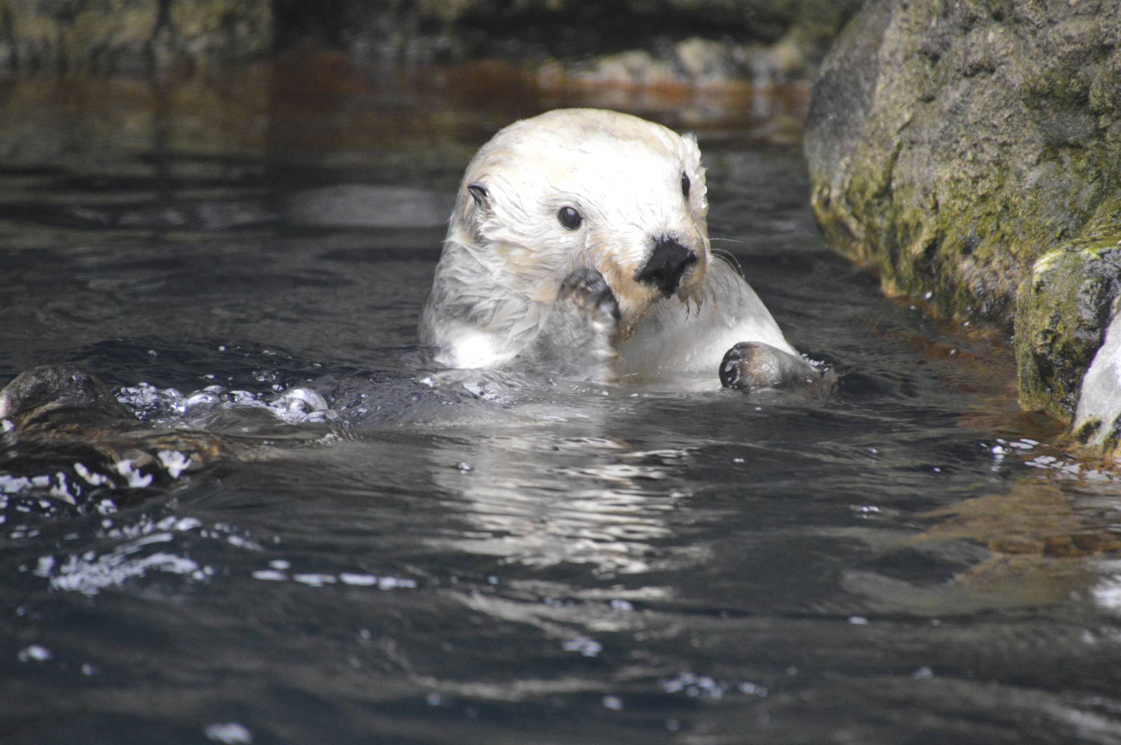 Sea Otter 021215