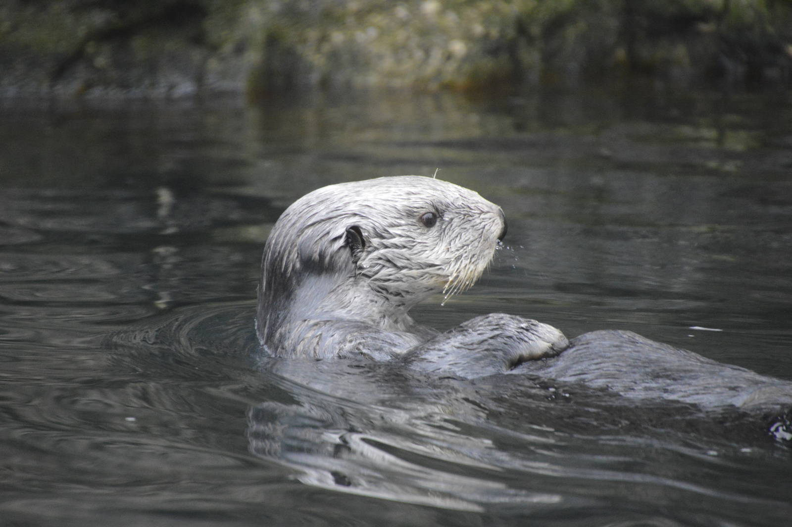 Sea Otter 021215