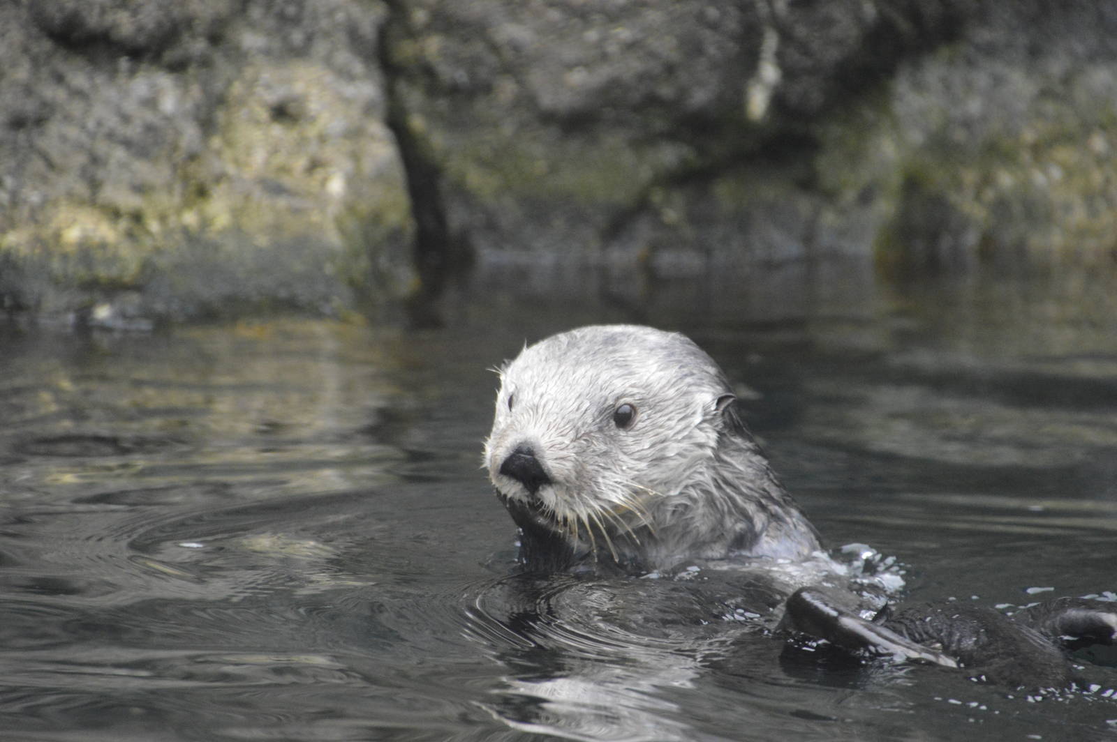 Sea Otter 021215
