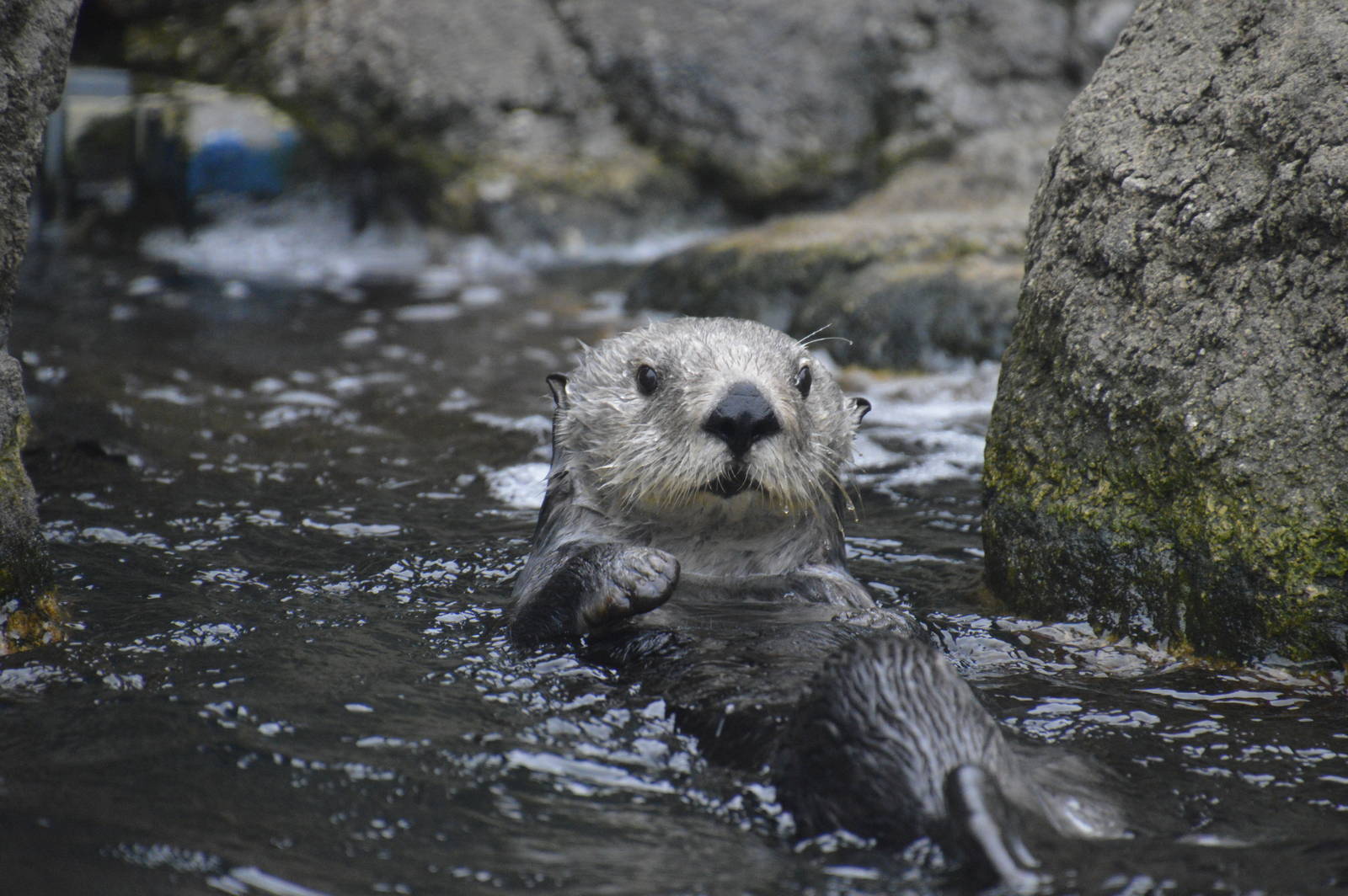 Sea Otter 021215