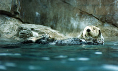 Sea otter 1995
