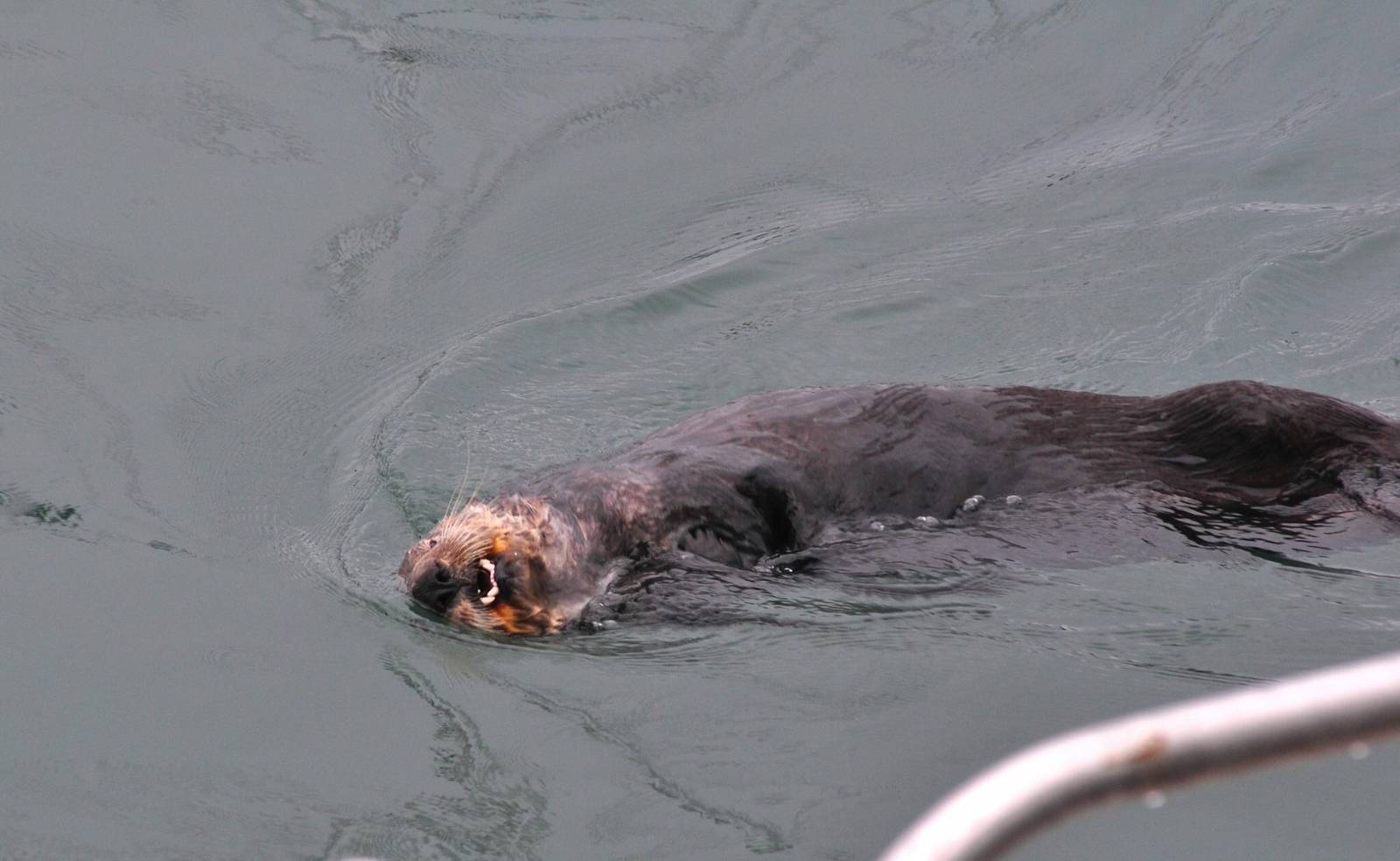 Sea Otter - Alaska