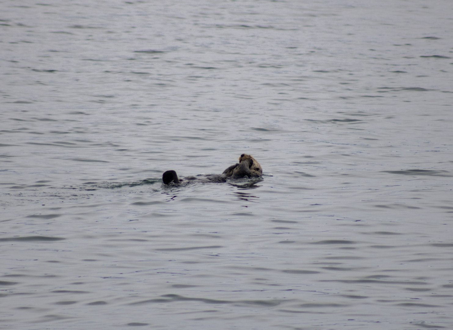Sea Otter - Alaska