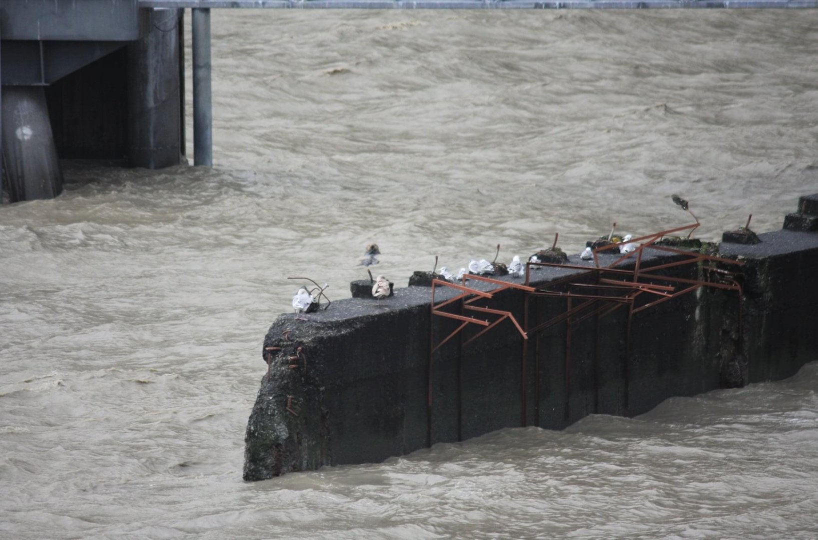 Sea Otter and Gulls - Alaska
