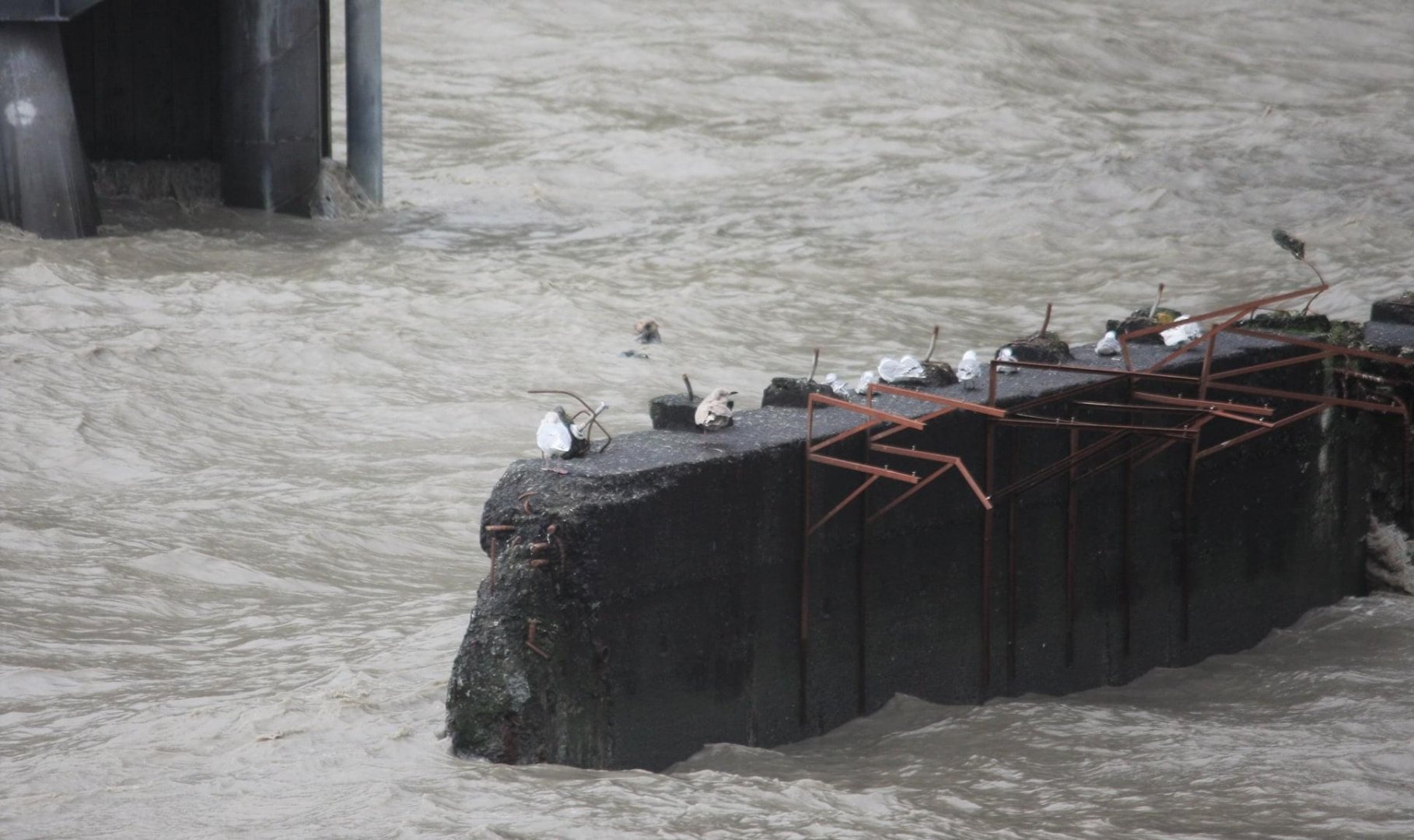 Sea Otter and Gulls - Alaska