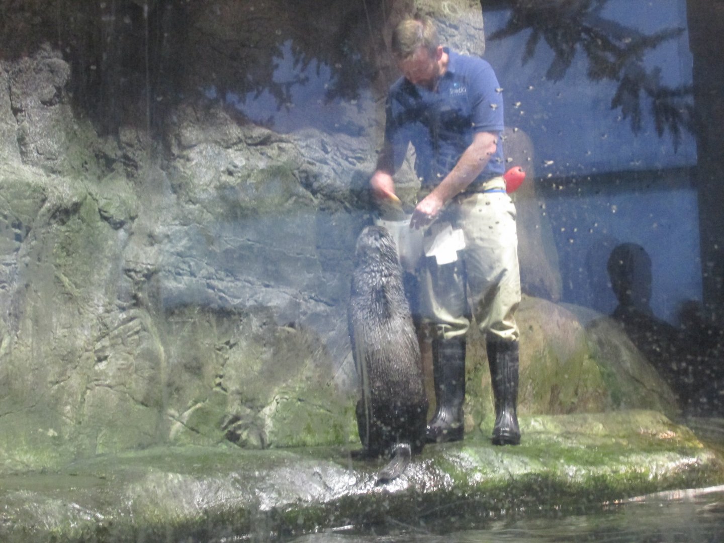sea otter and keeper