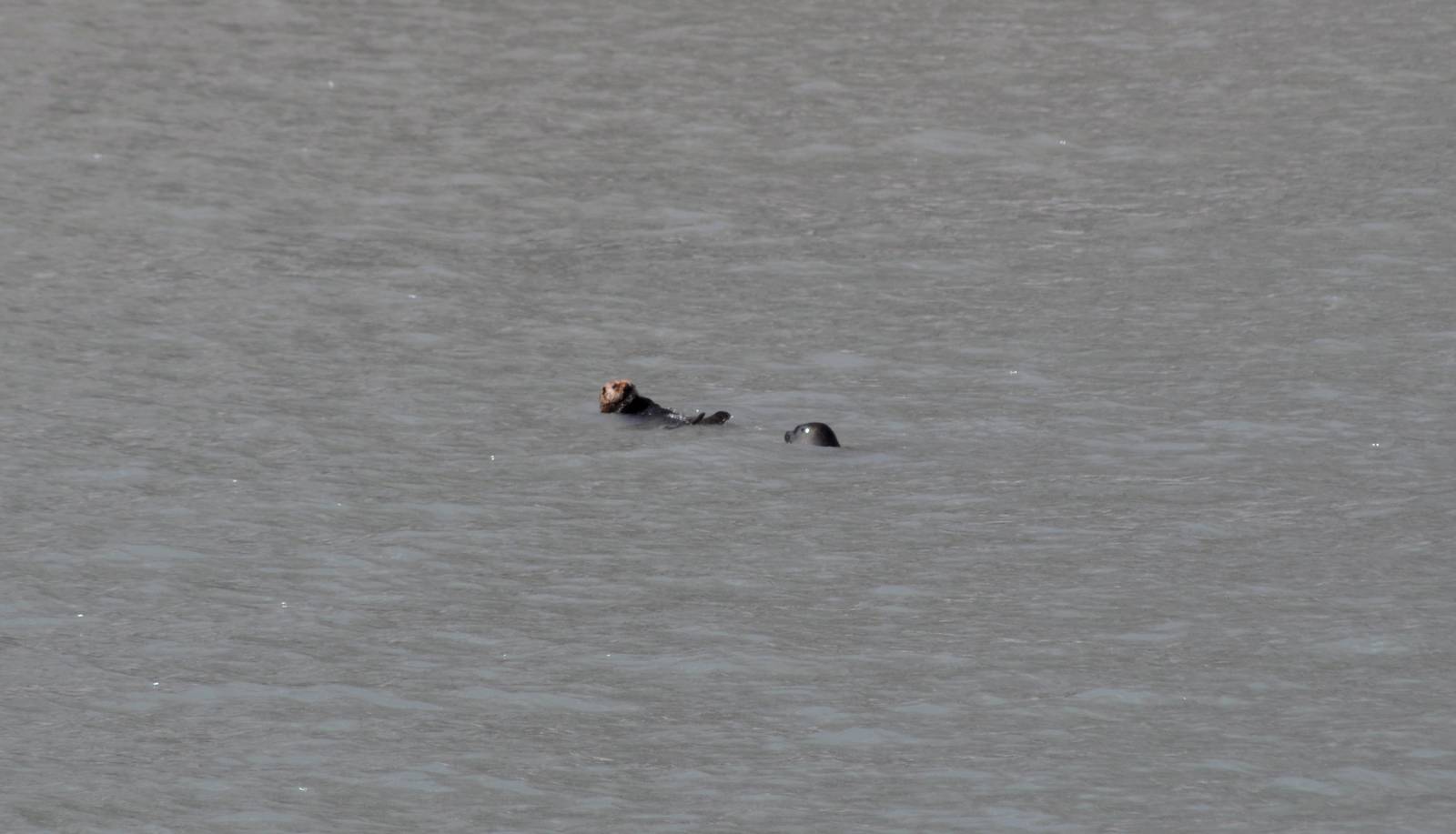 Sea Otter and Pacific Harbor Seal - Alaska