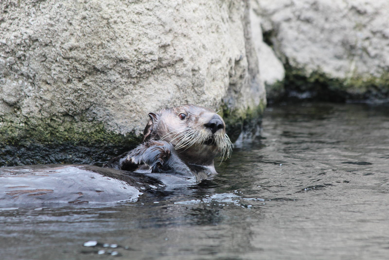 Sea Otter - Apr 2014