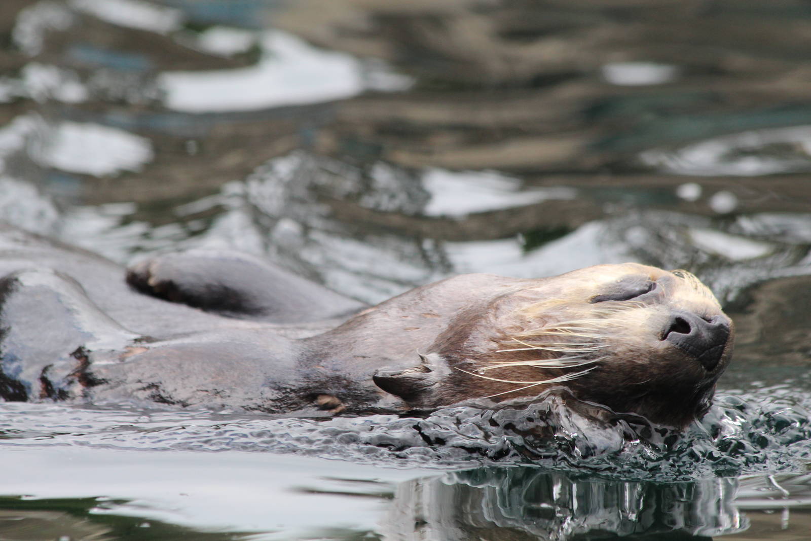 Sea Otter - Apr 2014