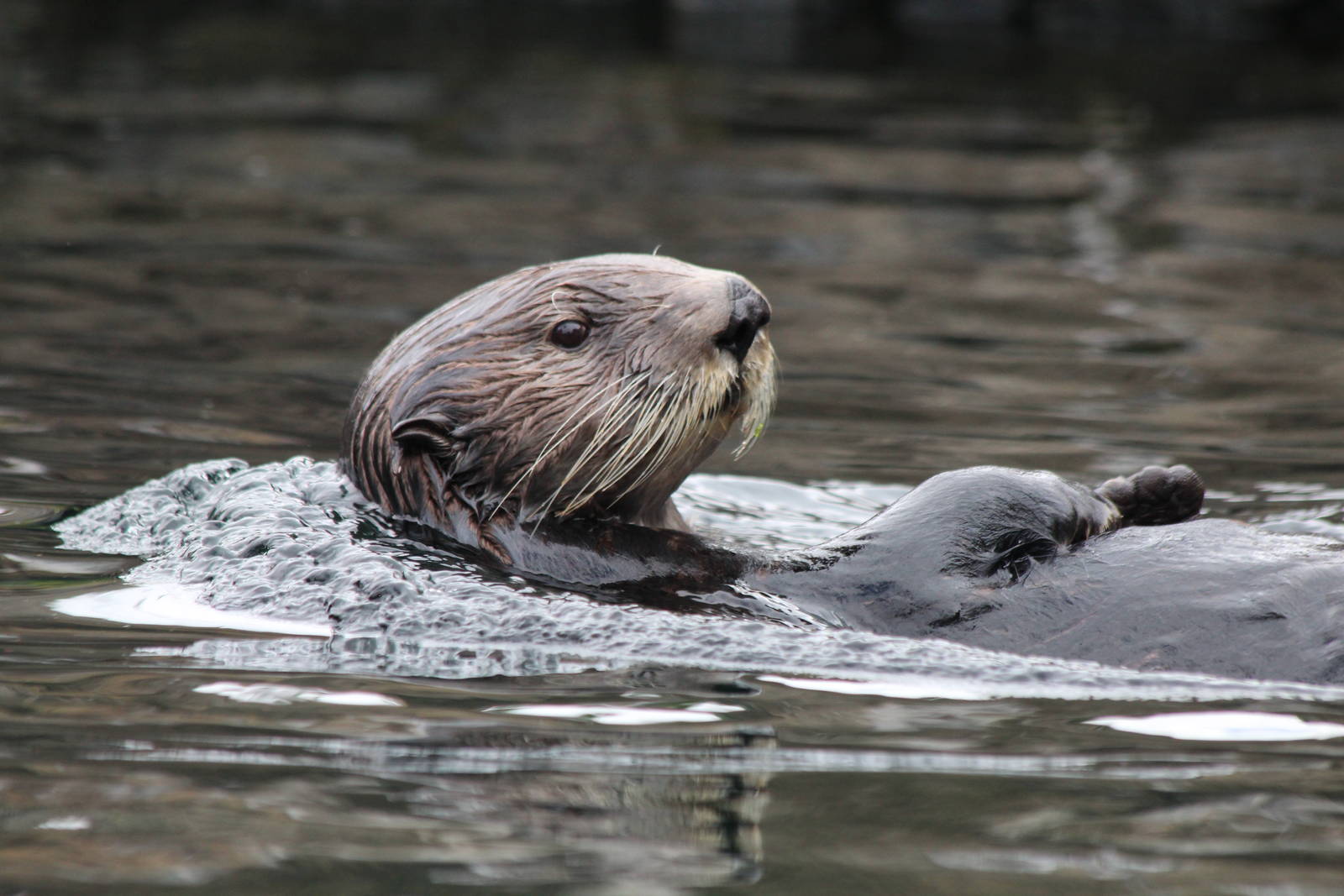 Sea Otter - Apr 2014
