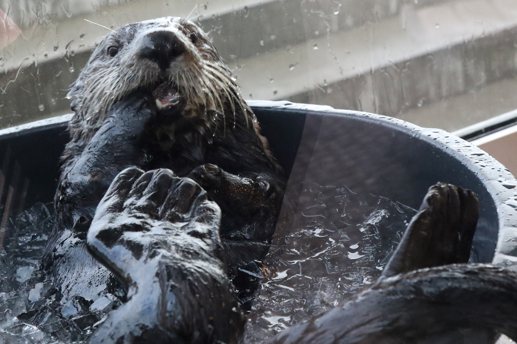 Sea Otter at Den Blå Planet 14/01/2016