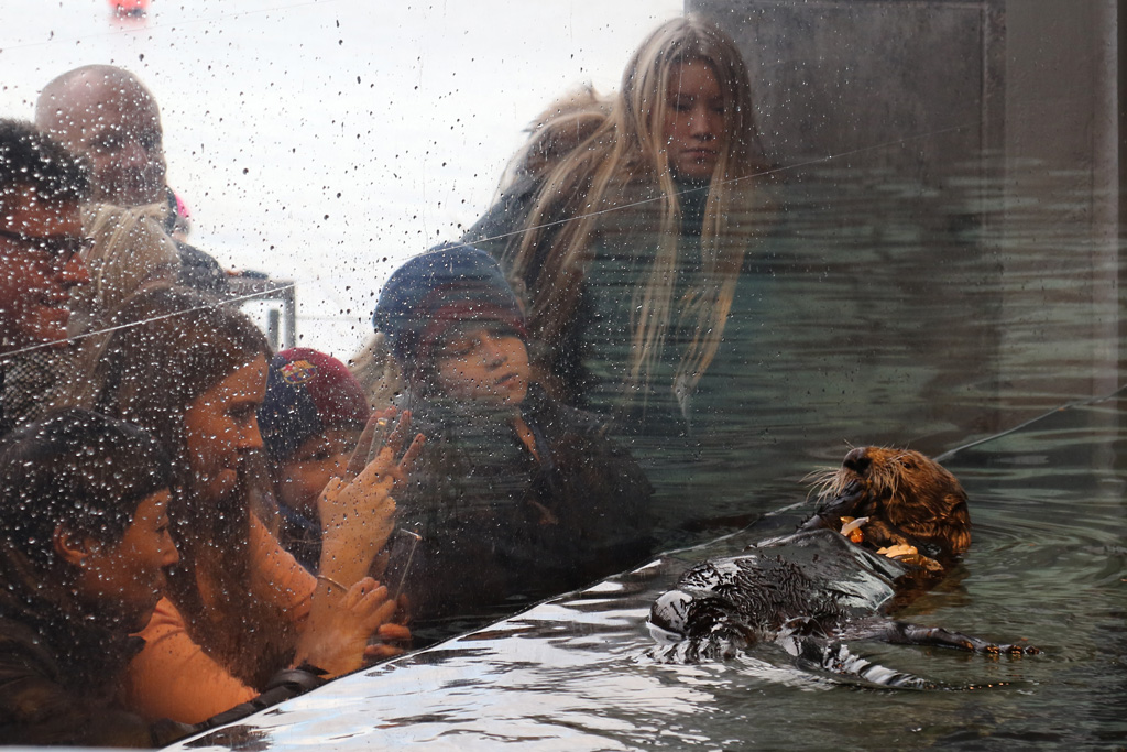 Sea Otter at Den Blå Planet 14/01/2017