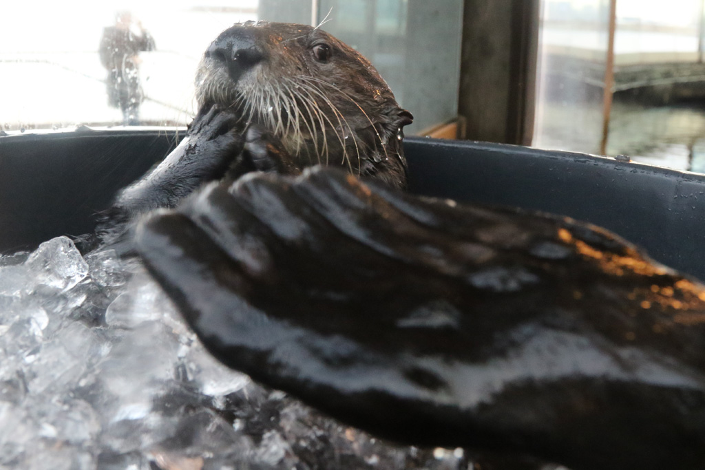 Sea Otter at Den Blå Planet 14/01/2017