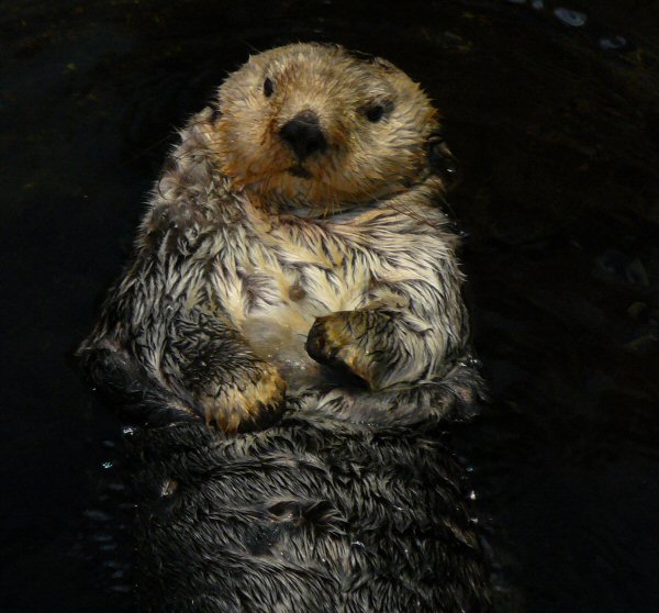 Sea Otter at Lisbon Oceanario (aquarium)