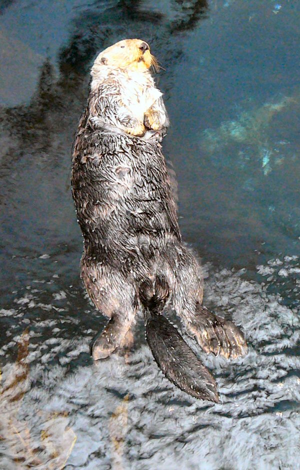 Sea otter at Lisbon Oceanario (aquarium)
