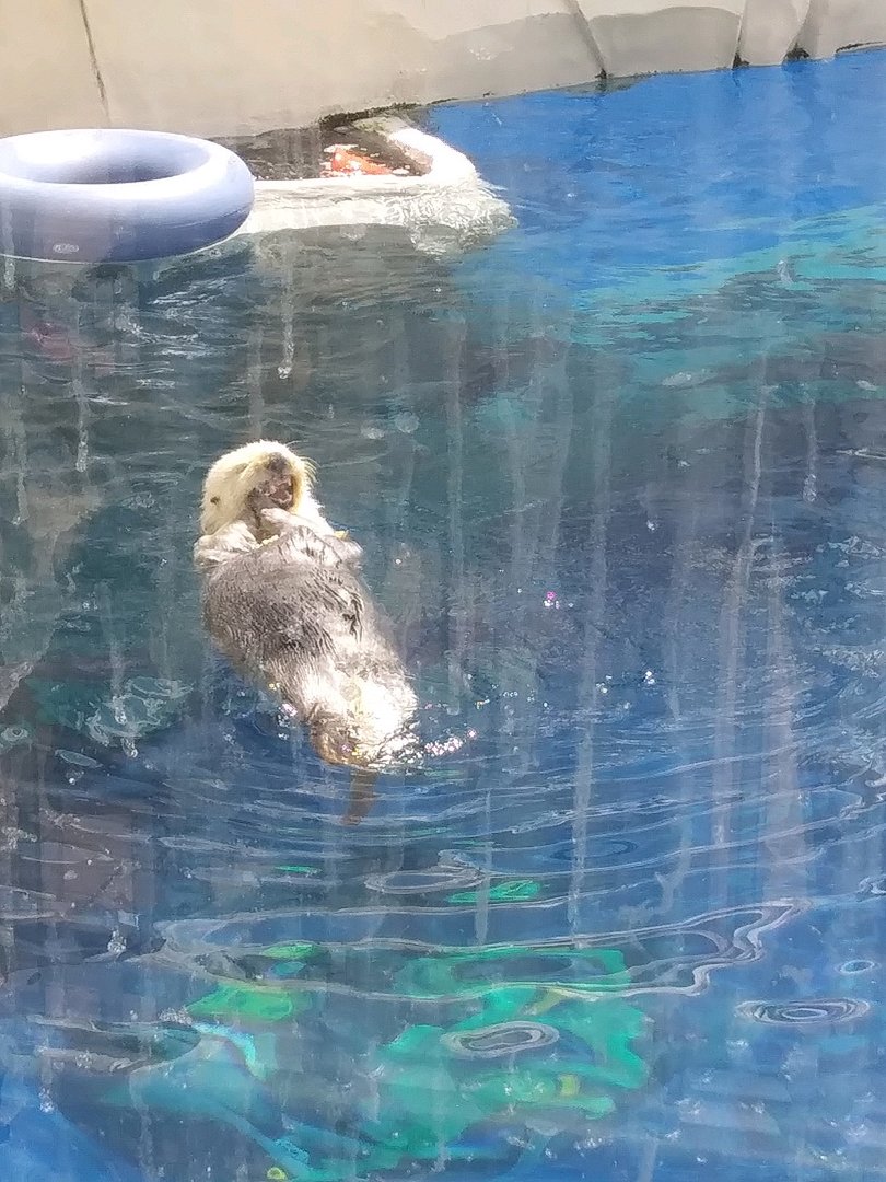 Sea Otter C H O M P (May 28, 2023)