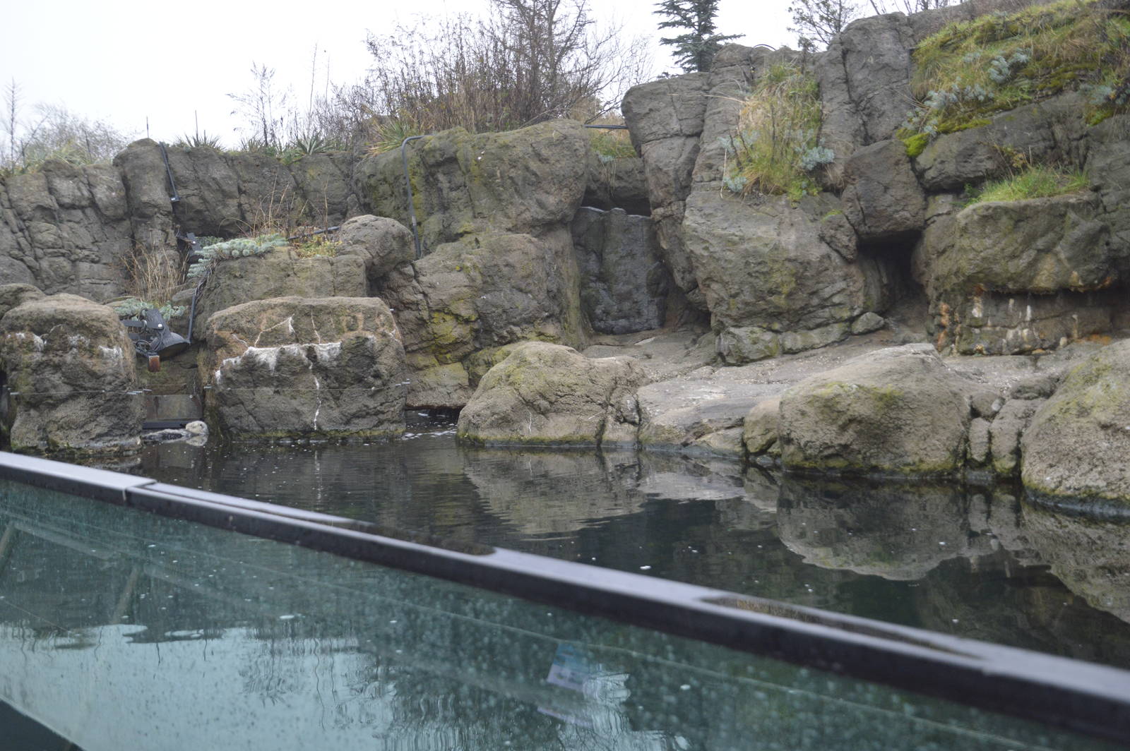 Sea Otter enclosure 021215