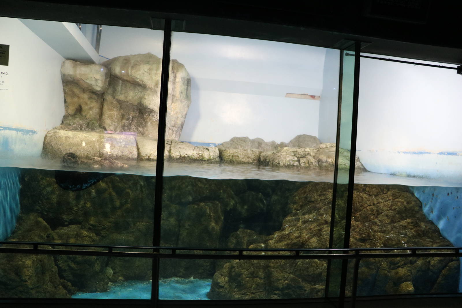 Sea otter enclosure, February 2016