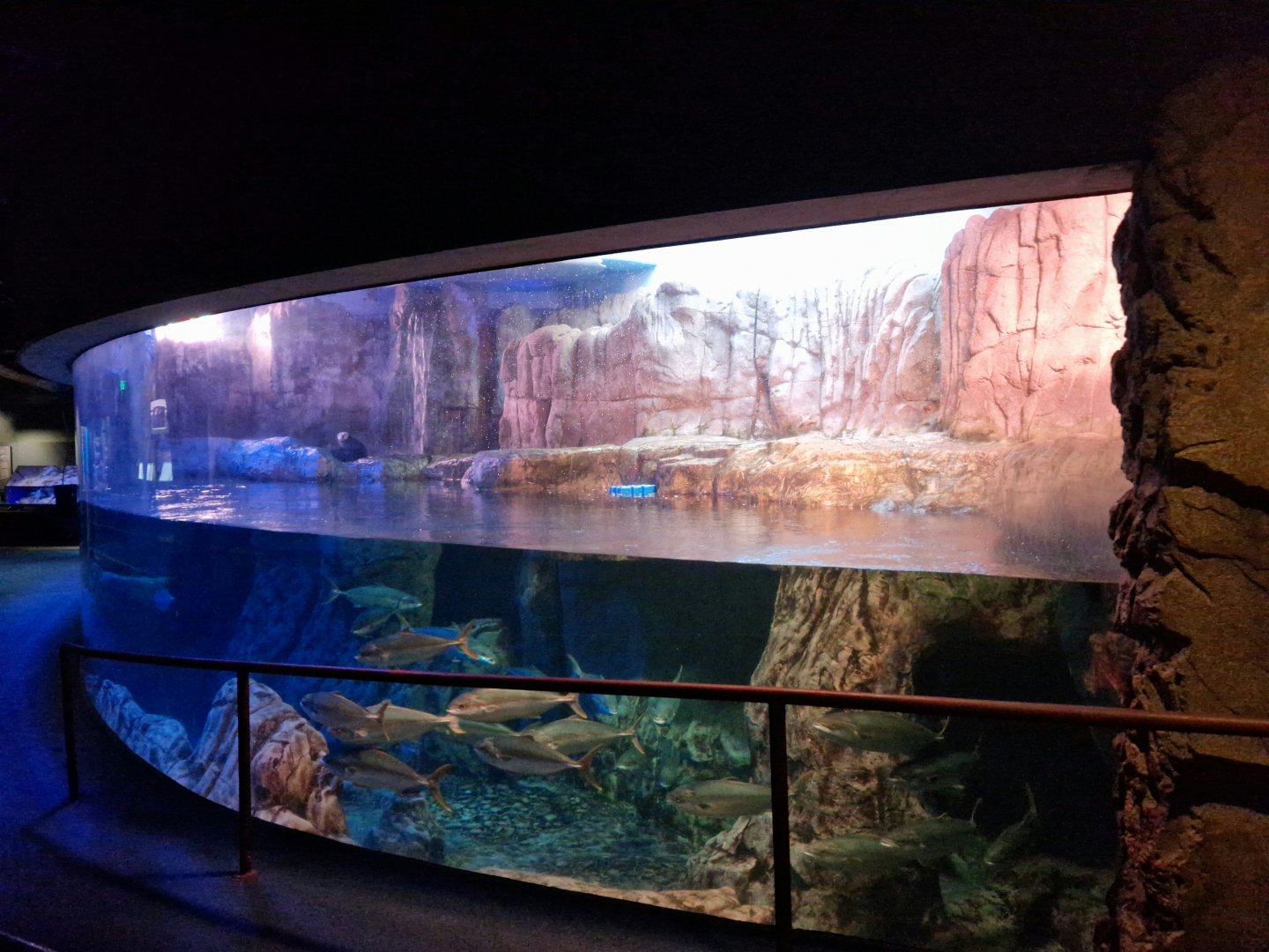 Sea otter enclosure
