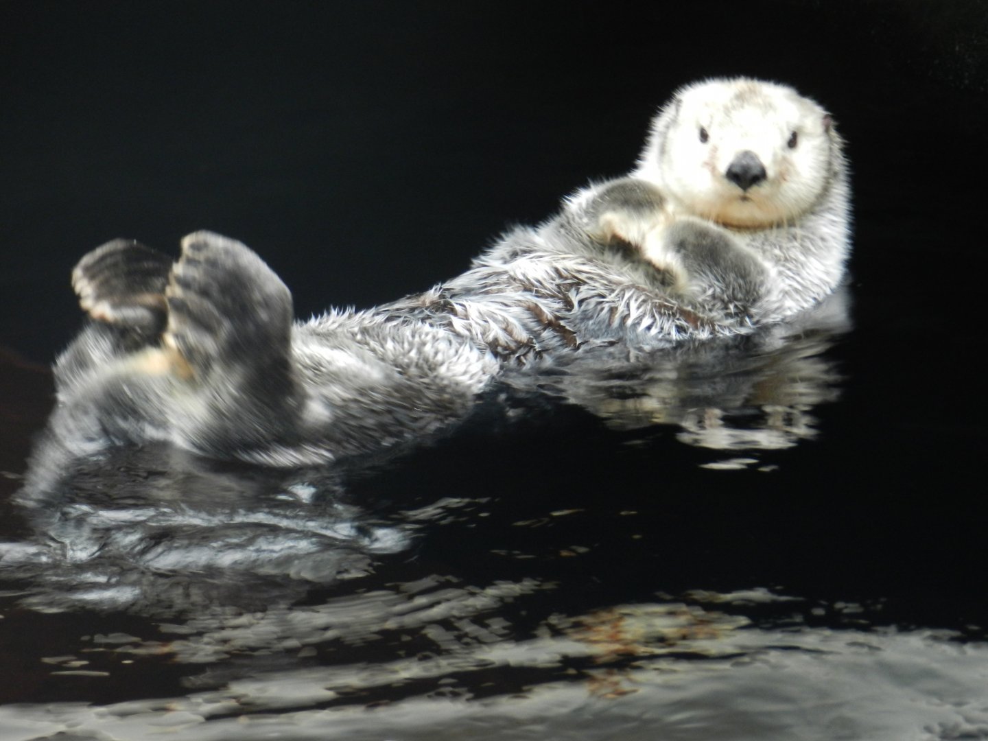 Sea Otter (Enhydra lutris) at Oceanário de Lisboa, Portugal*