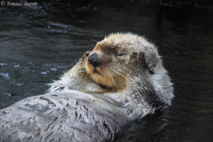 Sea Otter (Enhydra lutris)