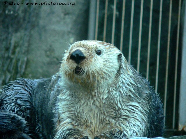Sea otter (Enhydra lutris)
