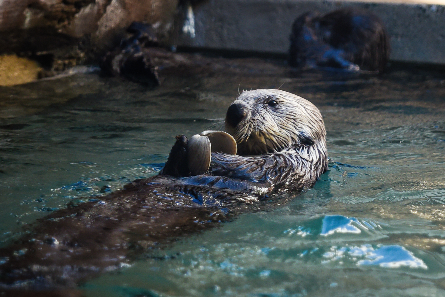 Sea otter (Enhydra lutris)