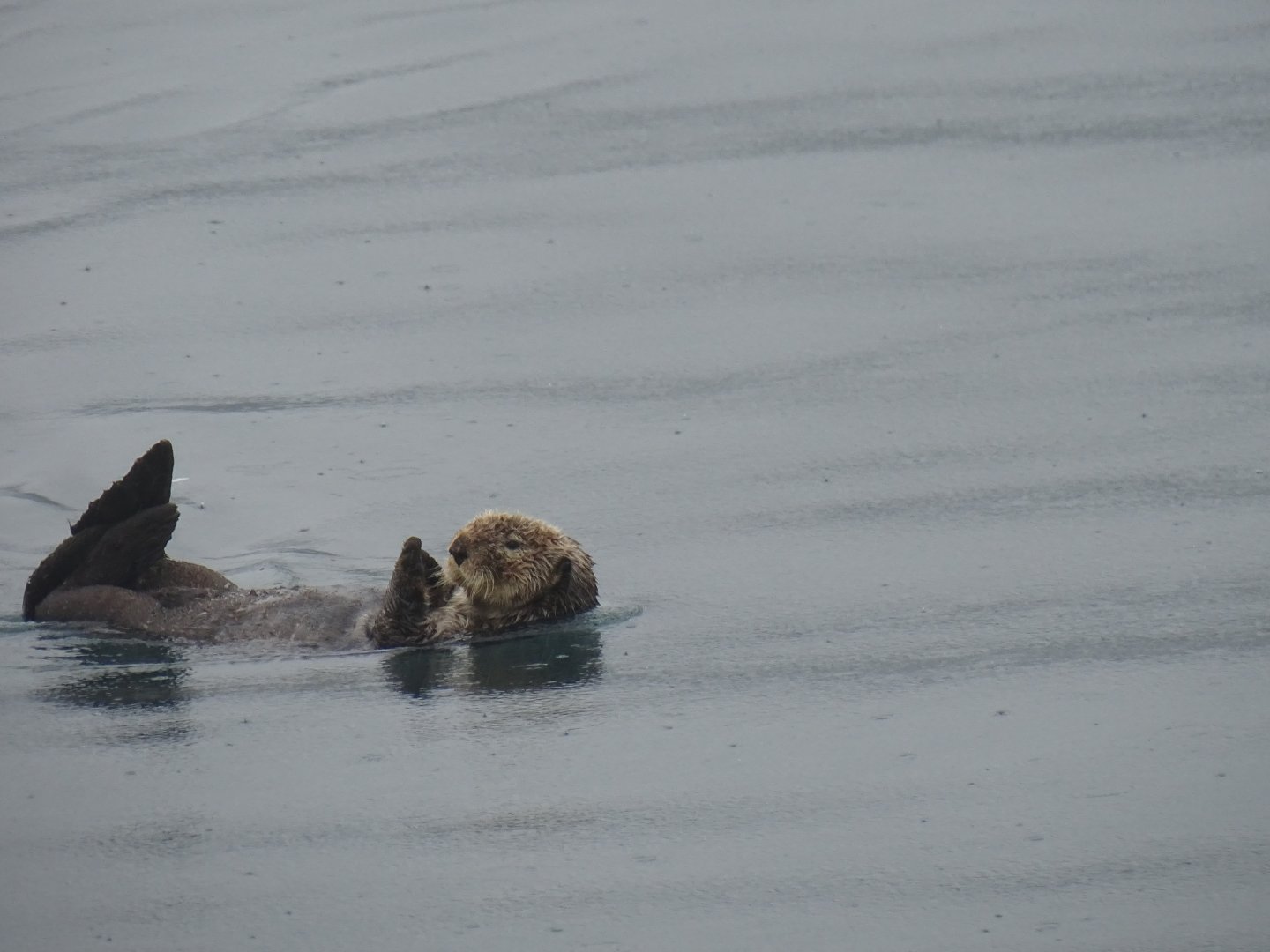 Sea otter (Enhydra lutris)