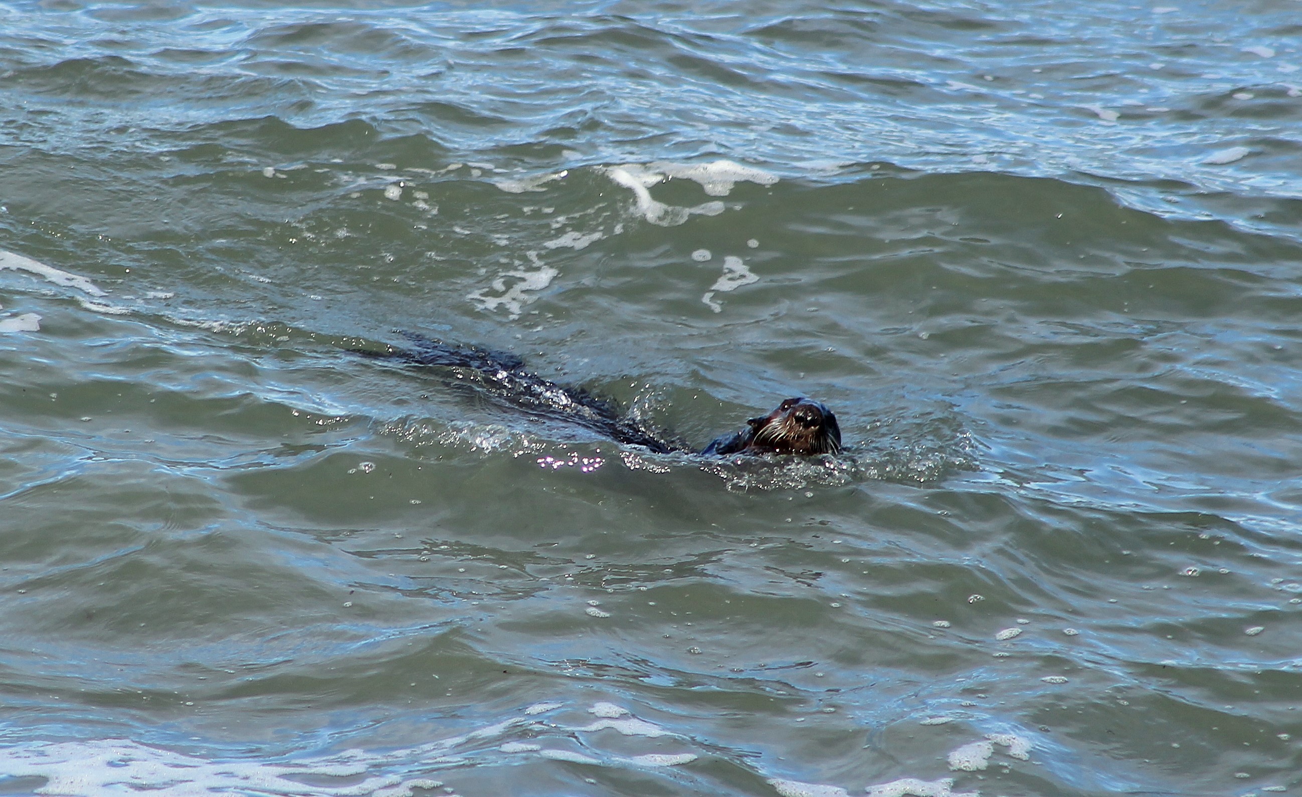 Sea Otter (Enhydris lutris lutris)