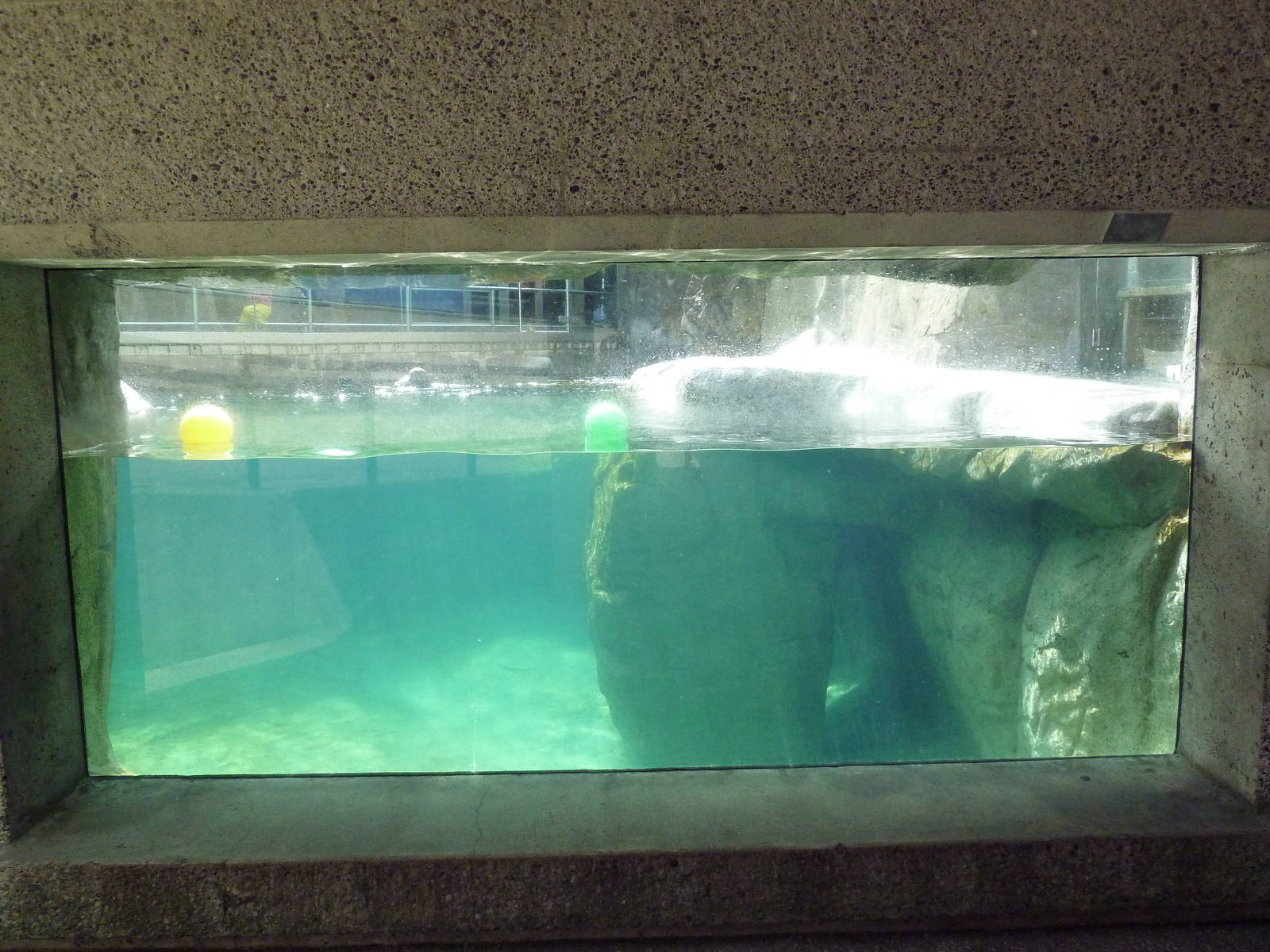 Sea Otter Exhibit #1 - Underwater Viewing