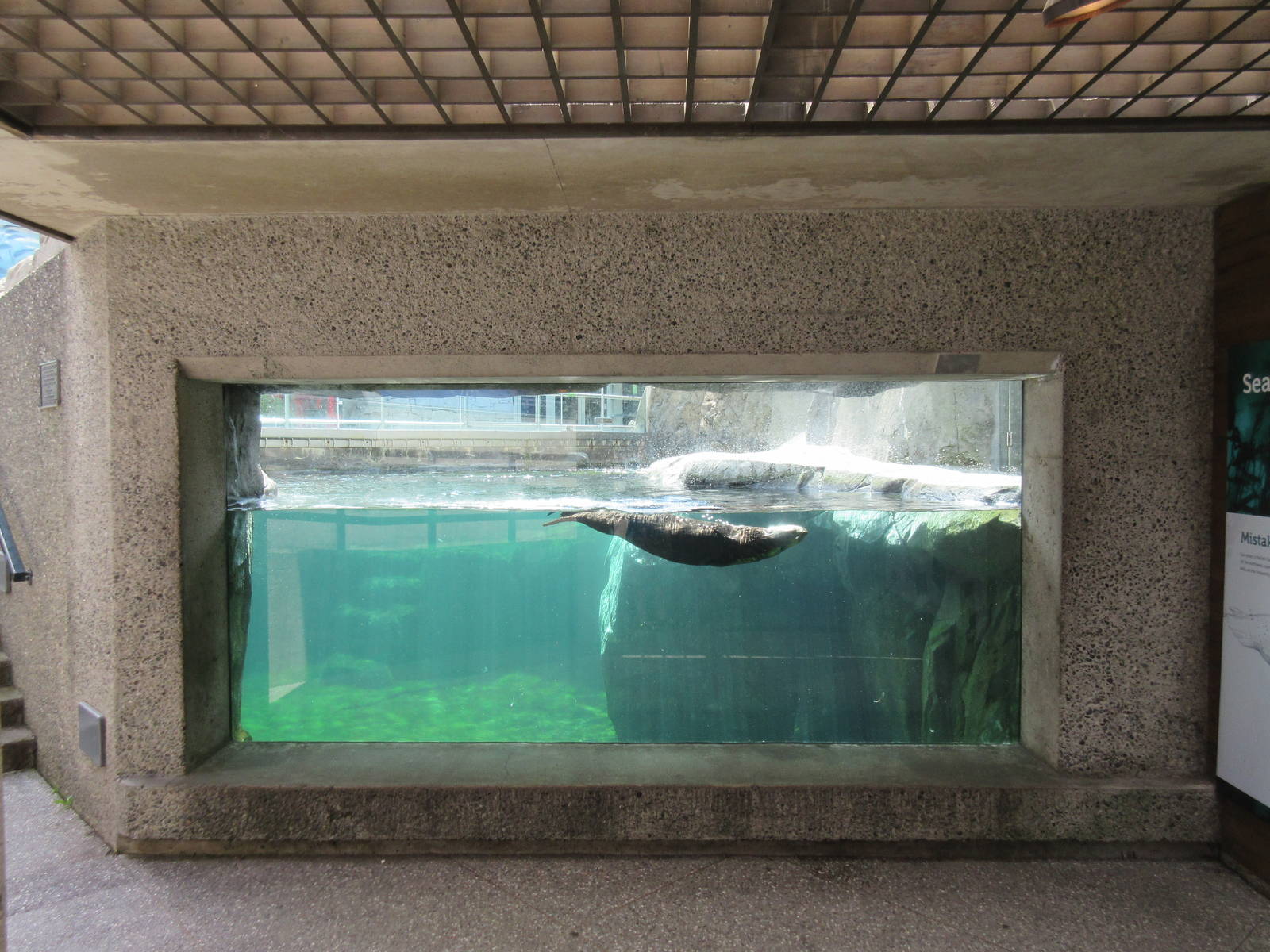 Sea Otter Exhibit #1 - Underwater Viewing
